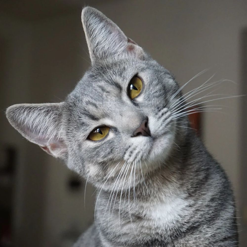 Trattamento dell'ipertiroidismo nel gatto